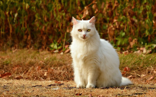 White cat grass bush autumn - aestheticism free wallpaper