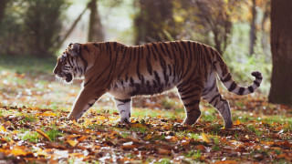Tiger forest autumn leaves fire - leaf and trees free wallpaper