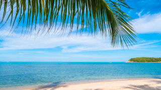 Beach palm trees water boats - palm tree free wallpaper
