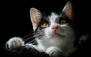 Black white cat yellow eyes 15 - cat free wallpaper