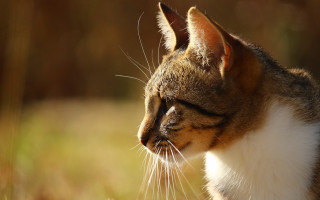 Cat white brown face closed - neoplasticism free wallpaper