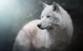 White wolf sunlight animal portrait - caspar wolf free wallpaper