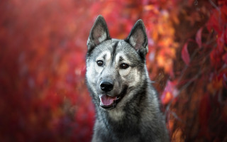 Shiba inu autumn leaves blurry 2 - a dog free wallpaper for desktop
