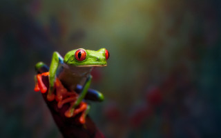 Frog red eyes branch blurry - a blurry background of leaves free wallpaper