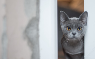 Curious yellow eyed cat window - grey background free wallpaper