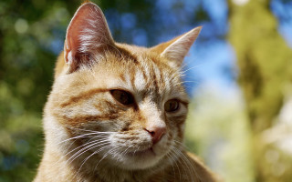 Cat portrait blurry background bokeh - the background free wallpaper