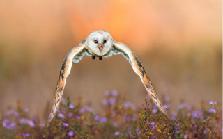 Barn owl flying purple flowers - a barn owl free wallpaper