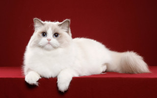 White cat blue eyes red - white background free wallpaper