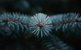Pine cone closeup macro nature - daniel lieske free wallpaper