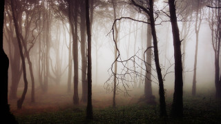 Foggy forest bamboo moon trees - a few branch free wallpaper