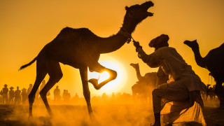 Desert sunset man kneeling camel - other person free wallpaper