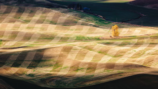 Lone tree hilly landart cubist - cubist free wallpaper