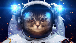 Astronaut cat space starry background - space free wallpaper