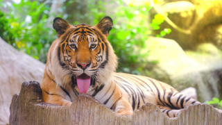 Tiger fence outdoor wings blurry - a wooden fence free wallpaper