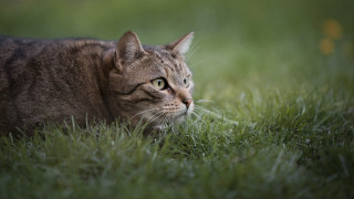 Sad cat in grass blurry - neoplasticism free wallpaper