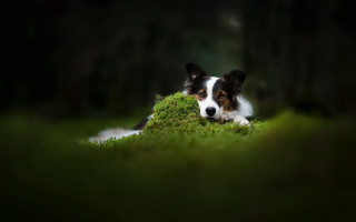 Dog laying green field trees - a lush green field of grass next free wallpaper