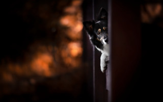 Dog peeking door paw camera - its paw free wallpaper