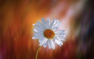 White flower yellow center blurry 3 - soft focus free wallpaper