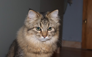 Cat green eyes table looking - green free wallpaper