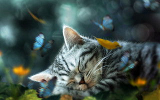 Cat sleeping green plant butterflies - dreamlike free wallpaper