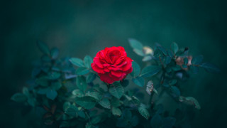 Red rose blooming leaves neo - ann thetis blacker free wallpaper