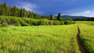 Grassy field trail forest sky - a forest in the background free wallpaper