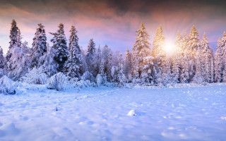 Snowy landscape pink sunset matte - tree and a sunset in the background free wallpaper