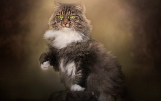 Regal renaissance cat green eyes - brenda chamberlain free wallpaper