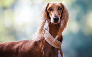 Longhaired dog collar portrait moon - viennese actionism free wallpaper
