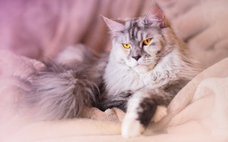 Regal cat blurry yellow eyes - the bed free wallpaper