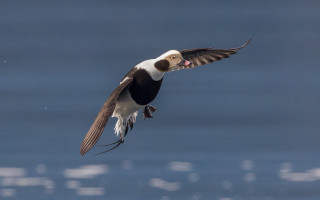 Bird flying over water spread - animal photography free wallpaper
