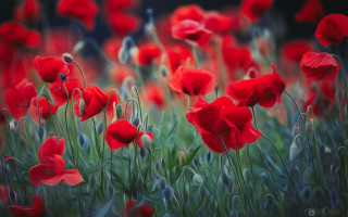 Red flower field blurry impressionist - fiona stephenson free wallpaper