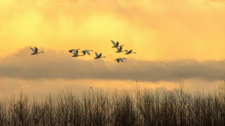 Birds flight field sunset cloudy - a photo free wallpaper