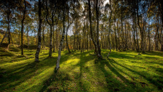 Grassy field trees sunlight forest 2 - a grassy field free wallpaper