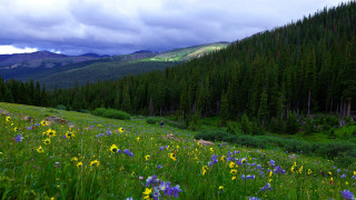 Mountain field blossoms forest clouds - a forest in the background free wallpaper