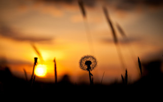 Dandelion sunset clouds macro blurry - a sunset in the background free wallpaper