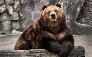 Brown bear log zoo tree 2 - a brown bear free wallpaper