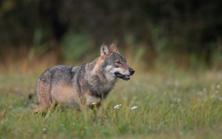 Wolf smiling field nature blurry - caspar wolf free wallpaper