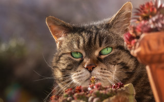 Cat green eyes potted plant - beatrix potter free wallpaper