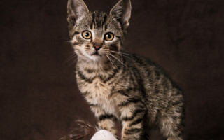 Kitten white ball brown background - a small kitten free wallpaper
