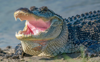 Alligator wide open mouth city - billie waters free wallpaper