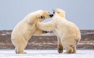 Polar bears playing snow outdoors - the others face free wallpaper