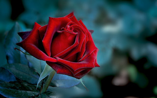 Red rose green background macro - this image free wallpaper