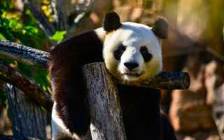 Panda fence log smile photorealistic - a panda bear free wallpaper