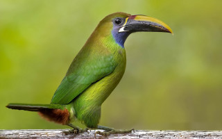 Green bird yellow beak wooden - a blurry background of trees and grass free wallpaper