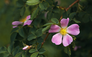 Pink flower yellow stamens green 5 - a pink flower free wallpaper