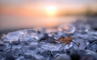 Leaf ice crystals sunset macro - a leaf free wallpaper