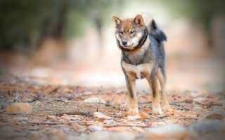 Dog leaves woods collar autumn - ground free wallpaper