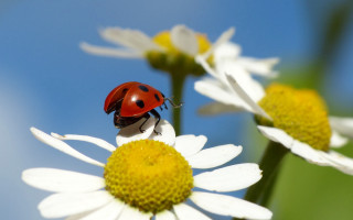 Ladybug whiteflower yellowcenter macro bokeh - yellow center free wallpaper