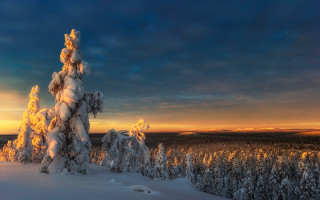 Snowy tree sunset clouds fire - sunset free wallpaper